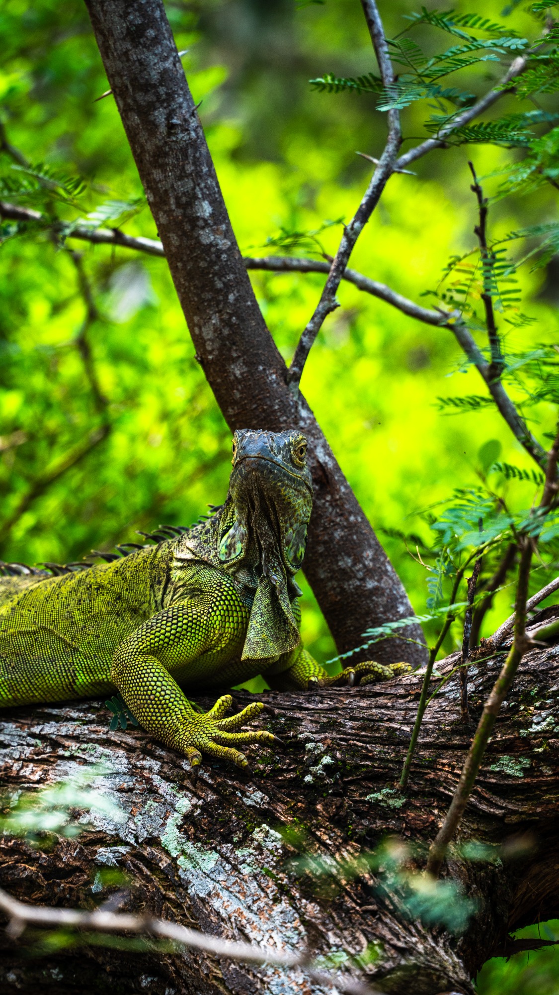 Lizard in Costa Rica im Dschungel und Regenwald