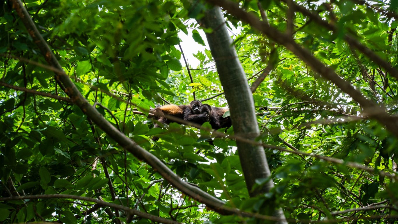 Kuschelnde Affen in Costa Rica im Dschungel und Regenwald